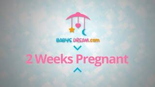 2 Weeks Pregnant | pregnancy signs and symptoms