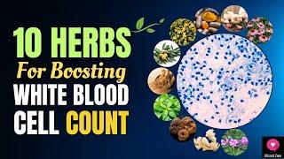 10 Herbs for Boosting White Blood Cell Count and Strengthening Immunity | Blissed Zone