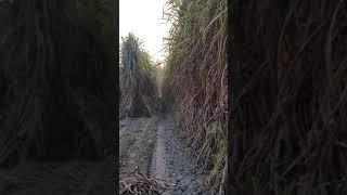TRENCH PLANTED SUGARCANE