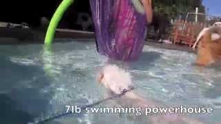 Swimming Lessons -Solid K9 Training How To