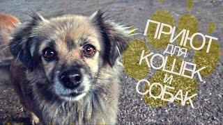 ПРИЮТ ДЛЯ КОШЕК И СОБАК В БЕРДЯНСКЕ - ОБЩЕСТВО ЗАЩИТЫ ЖИВОТНЫХ