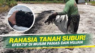 THE SECRET OF SUCCESSFUL FARMERS‼HUSK CHARCOAL MAKES SOIL FERTILE & CHILI PLANTS FREE FROM DISEASE