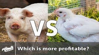 Are chickens or pigs more profitable? - AMA S3:E3