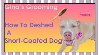 How To Deshed a Short-Coated Dog – Gina’s Grooming