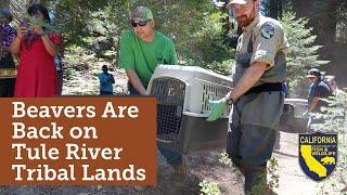 Beavers are Back on Tule River Tribal Lands