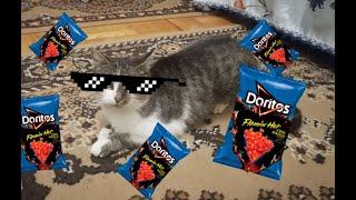 My Cat singing the numa numa song
