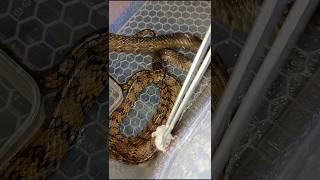 Ular Jali Bandotan Strike Ngemil Tikus Mencit Putih Ptyas Mucosa Snake