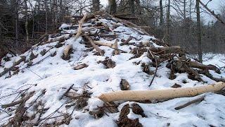 Хатка бобров зимой. Как узнать есть ли в ней бобры?