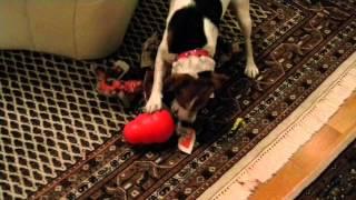 Jack Russel Terrier packt Weihnachtsgeschenk (Kong Wobbler) aus