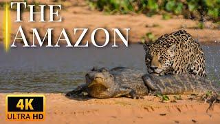 AMAZON RAINFOREST | The Kingdom of Wildlife | Animal Documentary