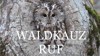 Waldkauz - Ruf, Stimme