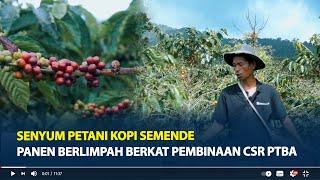 Senyum Petani Kopi Semende, Panen Berlimpah Berkat Pembinaan CSR PTBA