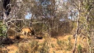 The Sand River Males vs The Kruger male : 07 - 08 - 2013