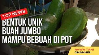 AVOCADO KELUD!!! Jumbo Size and Produces Abundant Fruit in Pots I RAWA TANI
