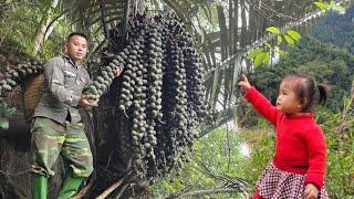 Harvesting forest fruits, peeling process taking the sseeds of buffalo feet goes to the market sell