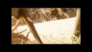 Animals Documentary  Whats Most Amazing Animals   Shap Lions Documentary Film TV Genre