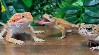 Toad angry at a lizard that monopolizes its food （toad & lizard）miyako toad, bearded dragon