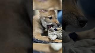 First cloned Red ‘Ghost’ Wolf