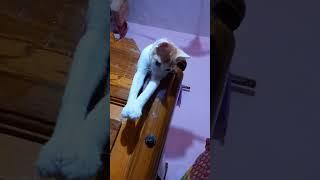 funny moments with ricky kitty #kitten #little #cat #song #viral #video #trending #shorts #ytshorts