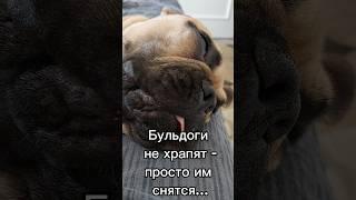 Бульдоги не храпят #бульдогмарсельвнуколигарха #французскийбульдог #frenchbulldog #женятрофимов #️