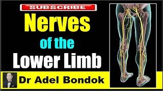 Nerves of the Lower Limb, Dr Adel Bondok