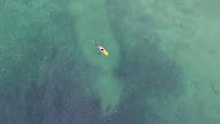 Drone Footage Captures Shark Lurking Beneath Paddle Boarder in North Avoca Beach