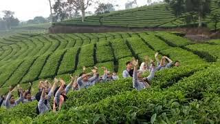 Kebun Teh Gunung Dempo Kota Pagaralam Sumatera Selatan.