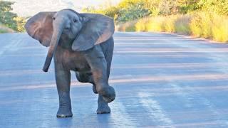 Little Elephant Intimidates Tourists 