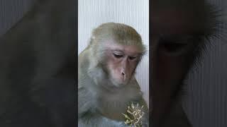 Николаич#рек#топвидео#юмор#смешныеживотные#обезьяны