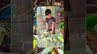 Birds’ Orchestra|ARYAN NIHAR M | #shorts #smartparrot