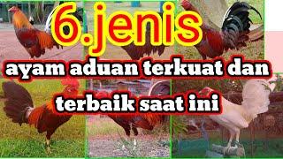 6.jenis ayam aduan terkuat dan terbaik saat ini