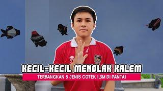 AGAK NGAMUK NI‼️Uji Terbang 5 Layangan Cotek Mini Size Knockdown Di Pantai - TUMBEN ANGIN MENDUKUNG