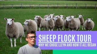 SHEEP FLOCK TOUR, WHY WE CHOSE LLEYN AND HOW IT ALL BEGAN