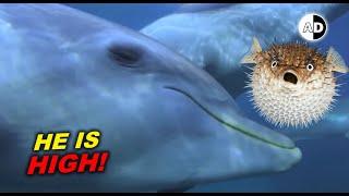 dolphins get high on pufferfish! Animals on Drug 