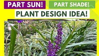 HARDY PLANT | Shade Plant for Landscape | Liriope | Lilyturf | Best Shade Plant | Plant for Shade