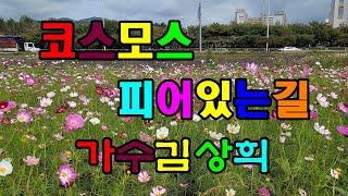 코스모스피어있는길(연속3번듣기) //가수 김상희