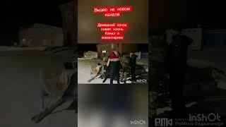 Домашний Качок новая жизнь
