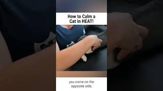 How to Calm your Female cat when in HEAT!