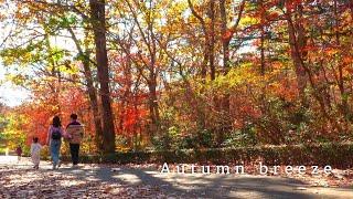 The end of Autumn, 2024｜South Korea