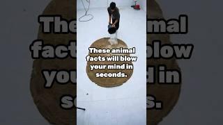 Top 5 Animal Facts ... facts walla #facts #fact #animalfacts