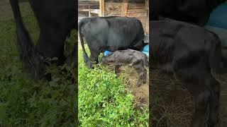 2nd calf of the year (Bull)