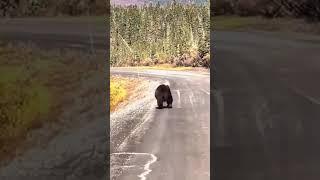 高原棕熊出没！Highland brown bear #animal 【跟着图尔去旅行】