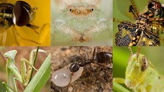 My Insect & Spider Macro Photos from the Early 2000's | ASMR