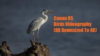 Canon R5 Birds Videography (8K to 4K)