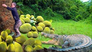 Dwarf Family Harvesting Guava Go To Market Sell | Faces a Crocodile During Jackfruit Harvest.