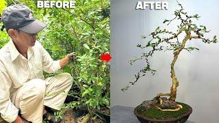 Uproot a long-grown bonsai tree from the garden and transform it into something more beautiful