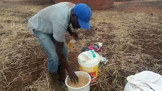 SOYA BEANS PRODUCTION. How to increase plant population, How to mix inoculant with seed,How to plant