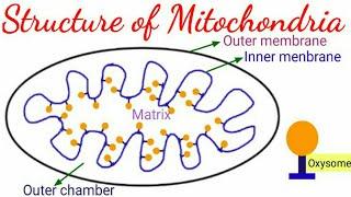 Structure of Mitochondria | Pravin Bhosale