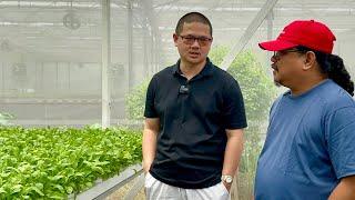 MONEY MAKER ARUGULA: Pweding pwede for Commercial Urban Farming!