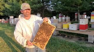 Frames of honey bees for sale!  Great brood!